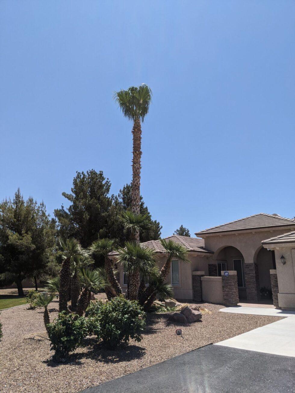 Pahrump Palm Tree Trimming Snowden Designs