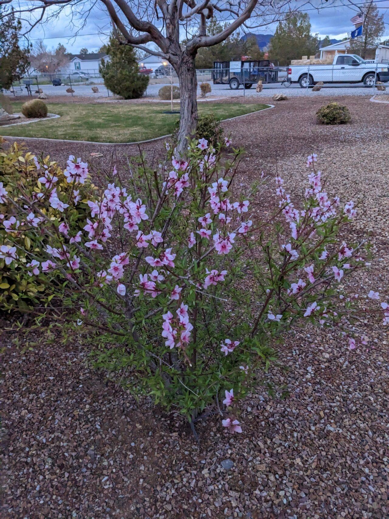 The Best Plants for Pahrump Snowden Designs 7755378070