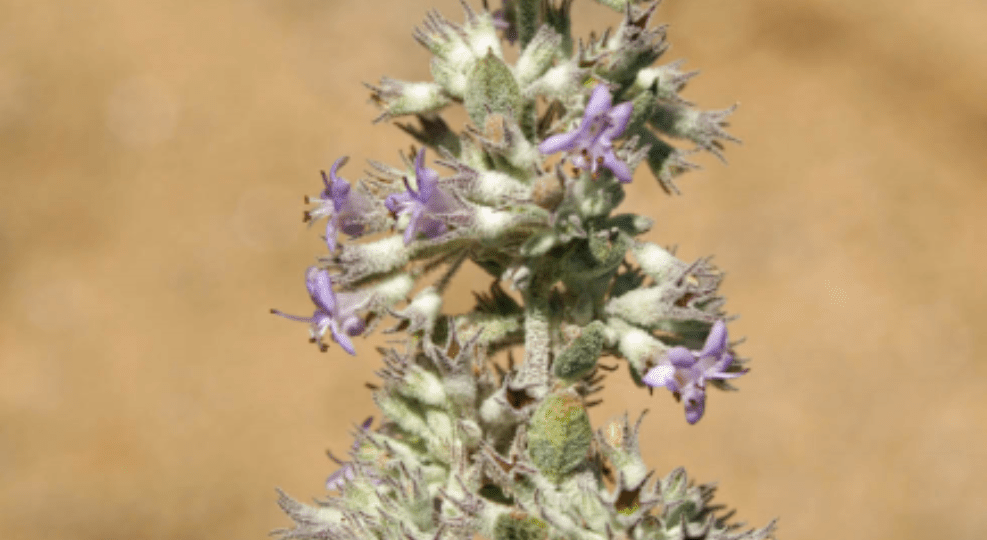 Native Pahrump drought-resistant plants