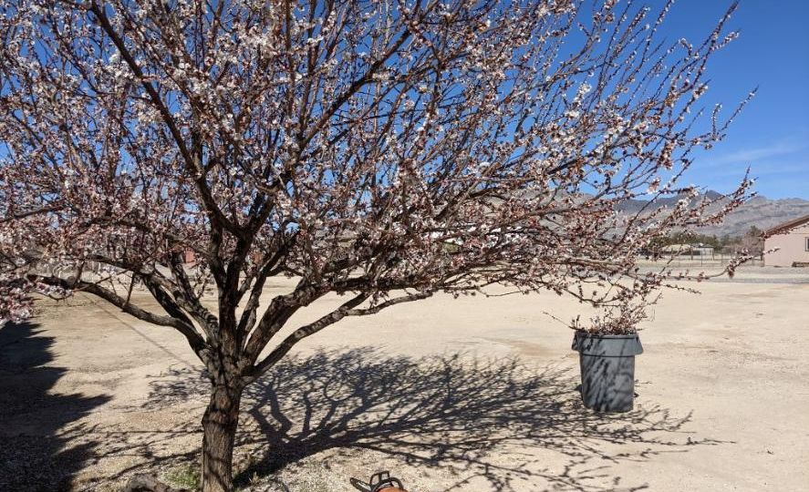 Pahrump Landscaping Tasks by Season
