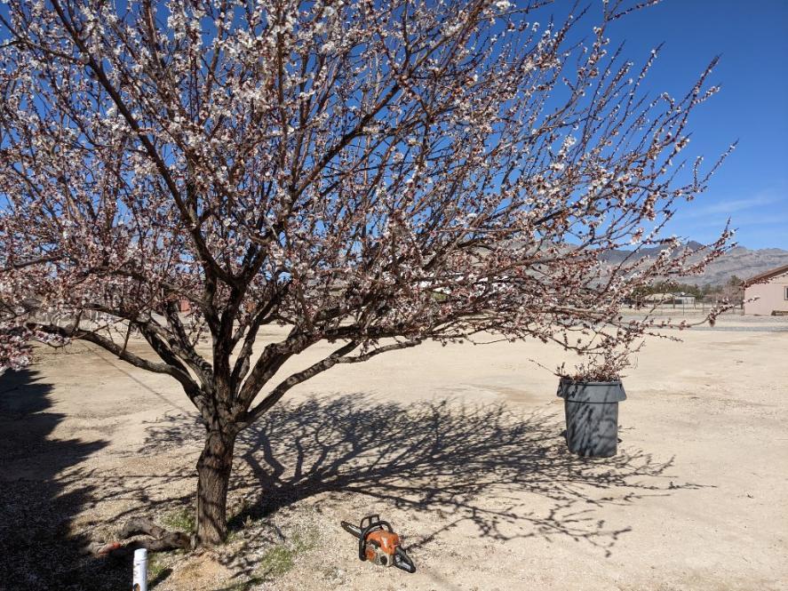 Pahrump Landscaping Tasks by Season Snowden Designs