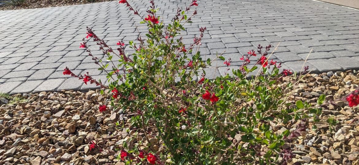 autumn sage