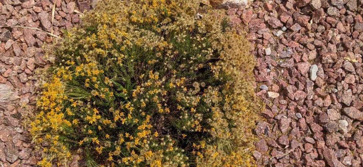 desert daisy
