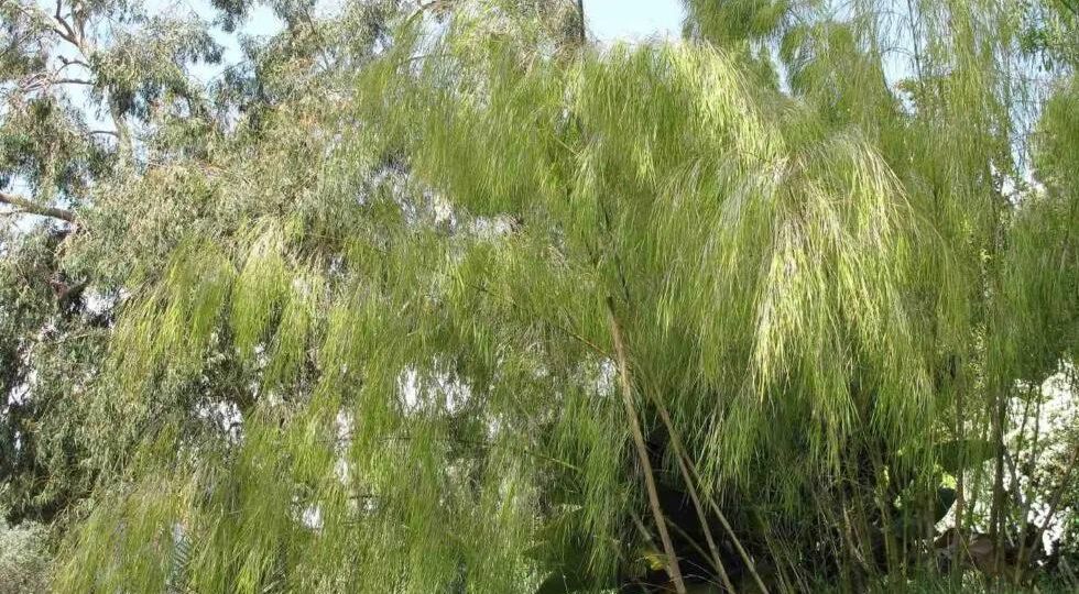 how to prune bamboo